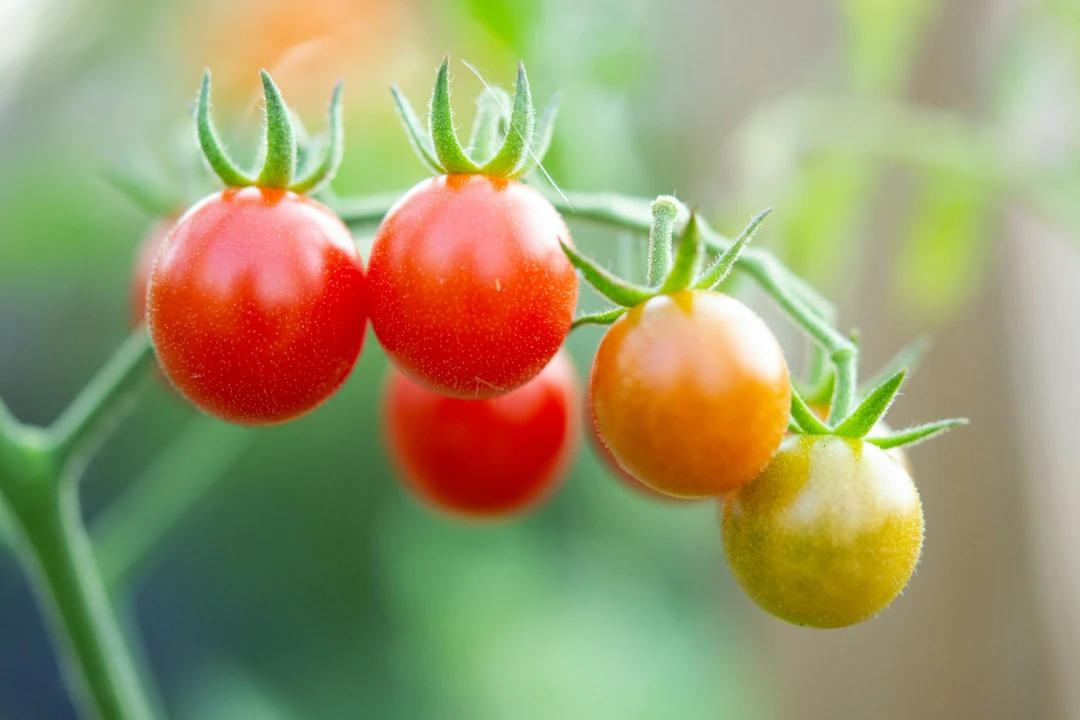 tomatoes-meg-macdonald-unsplash