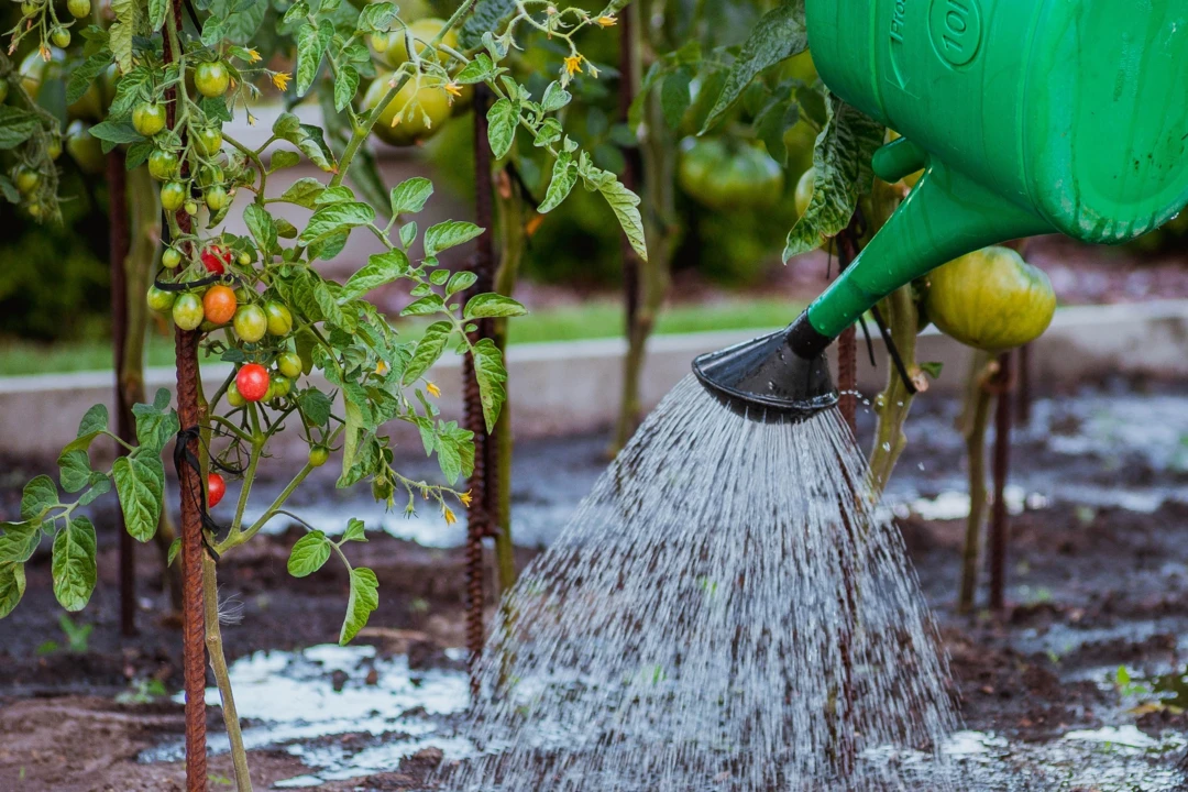 Tomaten wässern