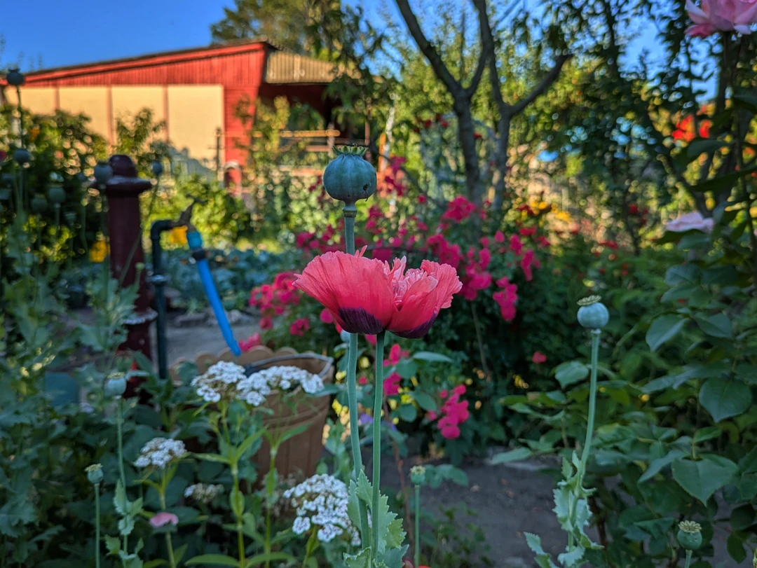 Rosa Mohn und Laube