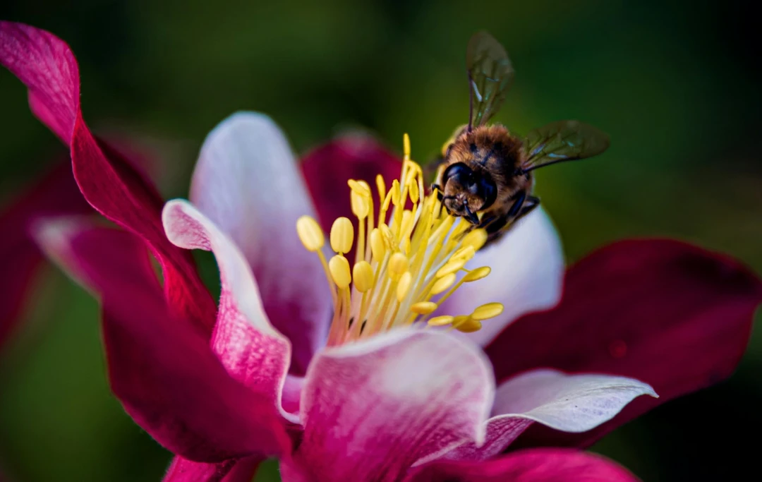 Hummel auf Lilie