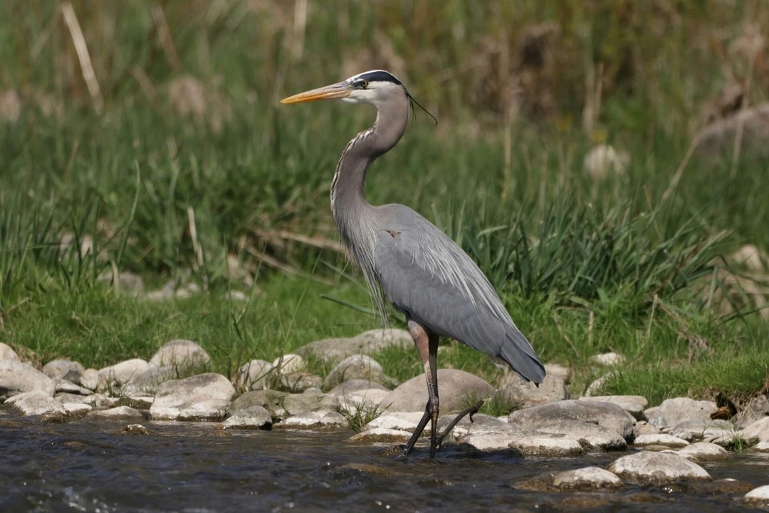 1920px-GreatBlueHeronInARiver-dallaspenner-wikimedia