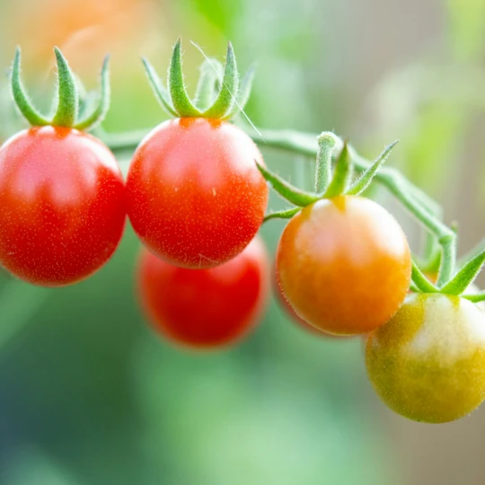 tomatoes-meg-macdonald-unsplash