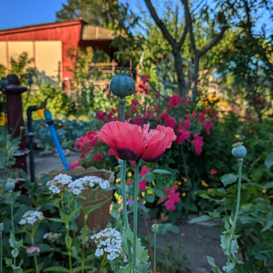 Rosa Mohn und Laube