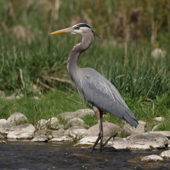 1920px-GreatBlueHeronInARiver-dallaspenner-wikimedia